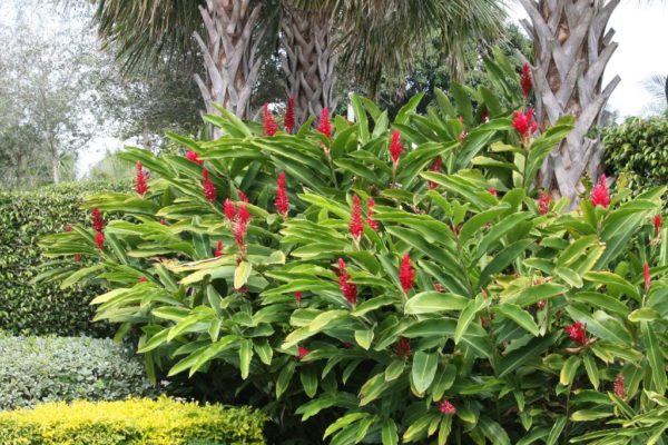 Jardim espetacular com gengibre vermelho, alpinia purpurata