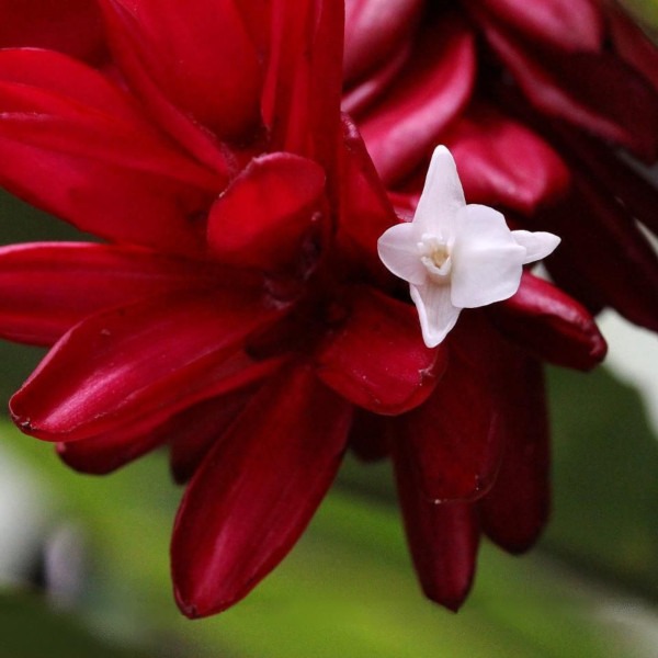 bela flor da planta gengibre vermelho - alpinia purpurata