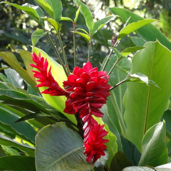 linda planta Gengibre Vermelho - Projeto Jardinando