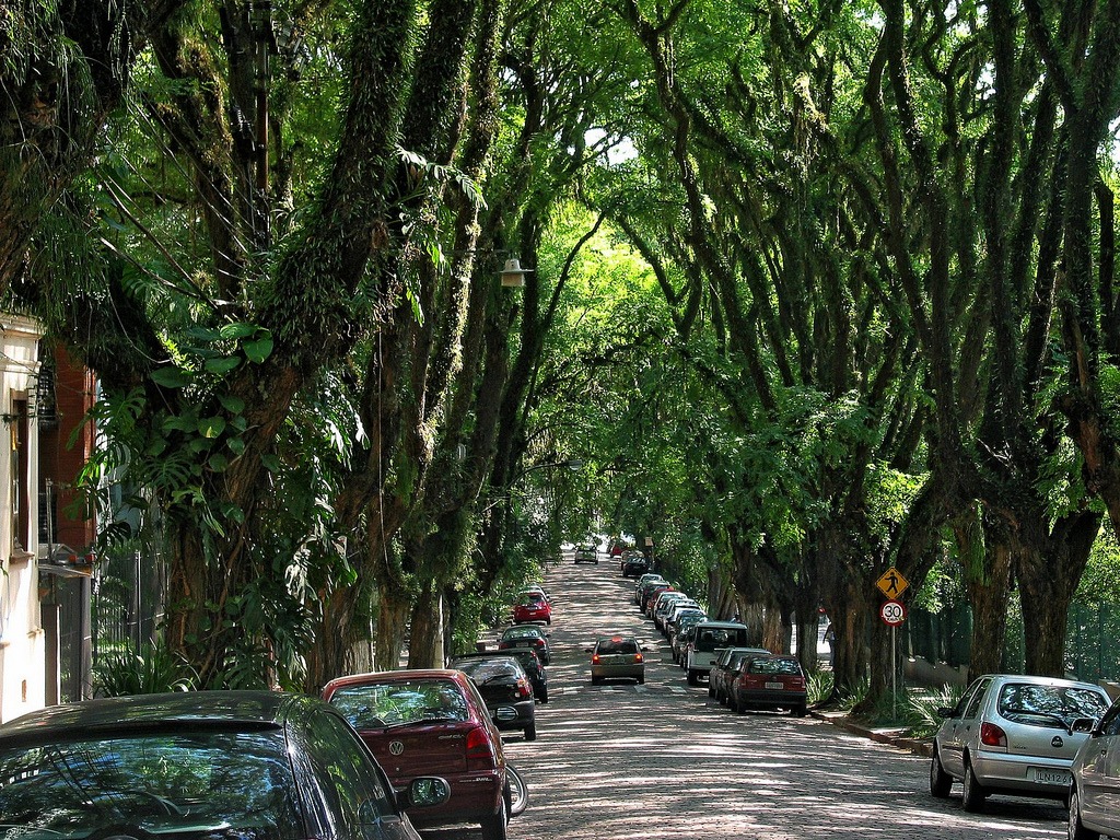 Rua com muitas árvores