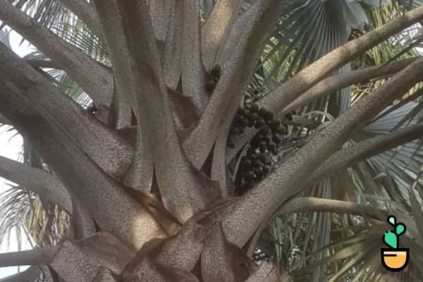 Sementes da palmeira Bismarckia