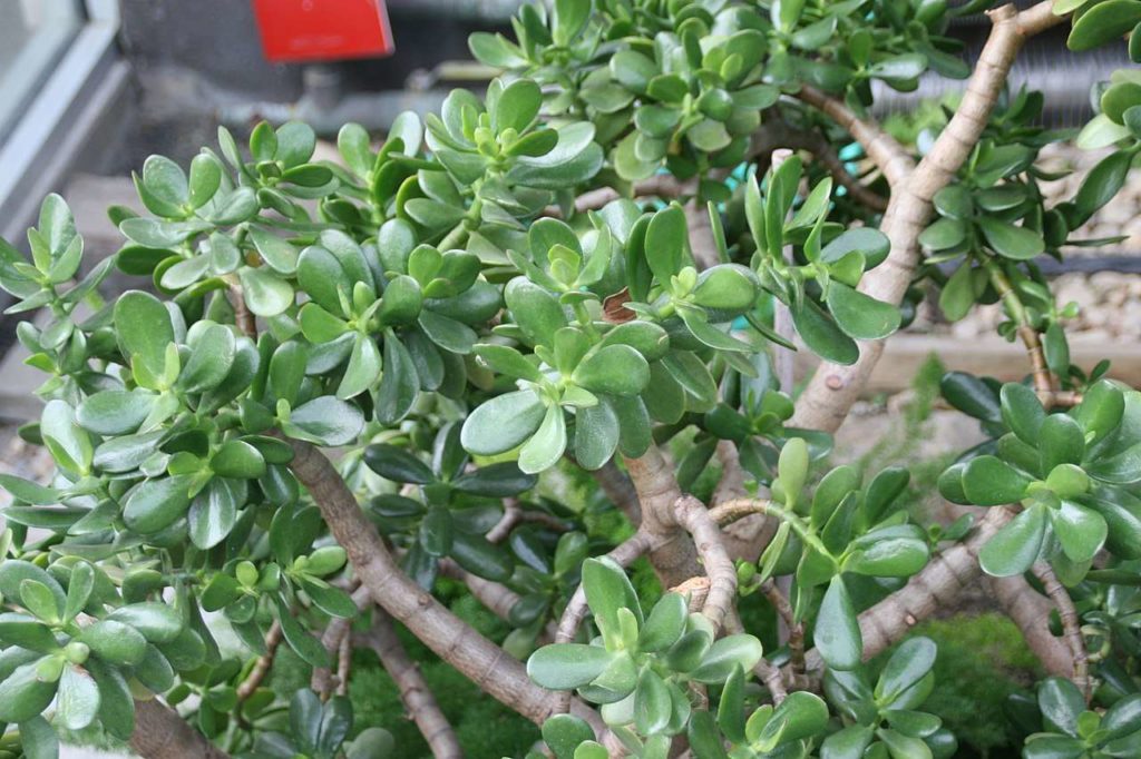 Crassula Ovata - Planta Jade
