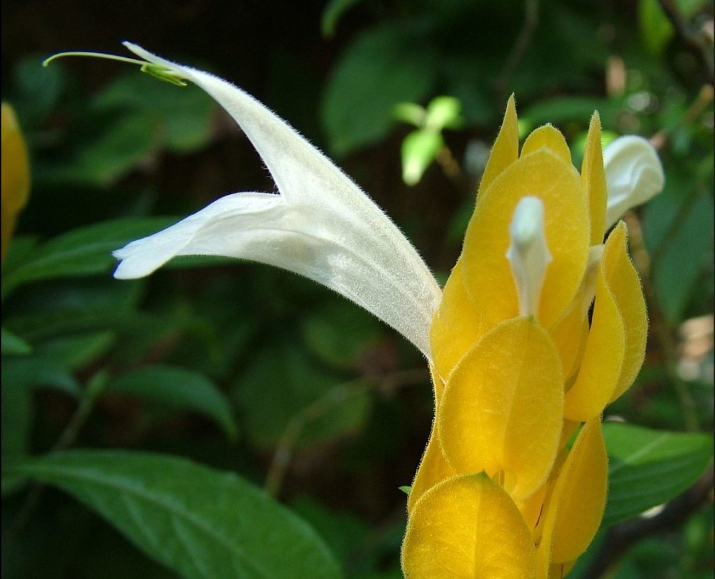 Flor do camarão amarelo