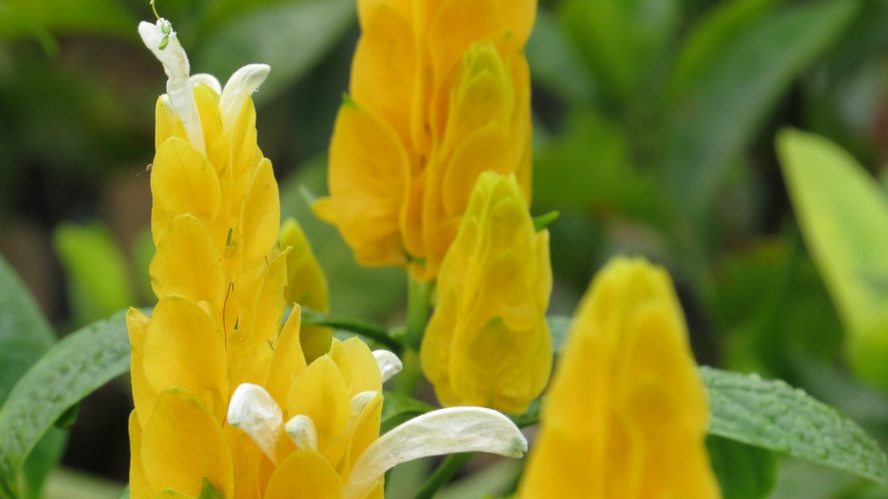 Camarão amarelo - Como cuidar e plantar - Projeto Jardinando