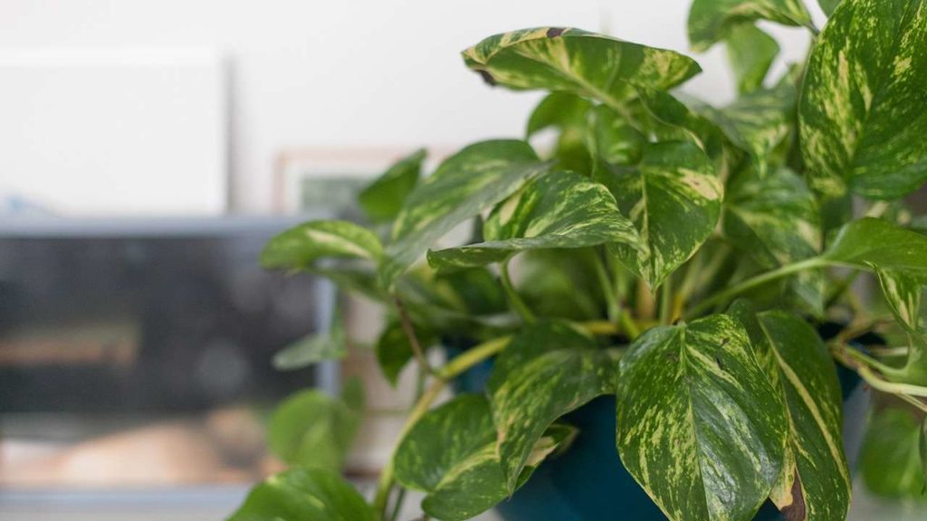 Planta jiboia em vaso