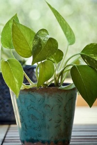 Planta jiboia no vasinho de porcelana