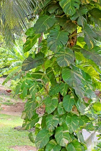 Planta jiboia no caule de árvores