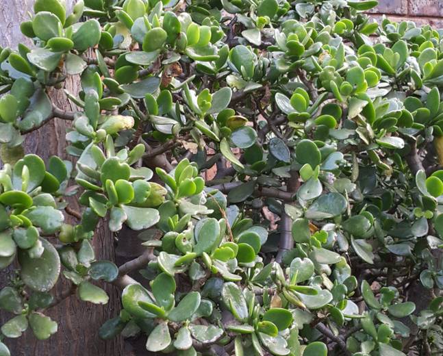 Cuidados com a planta de jade. Dicas e informações - Projeto Jardinando
