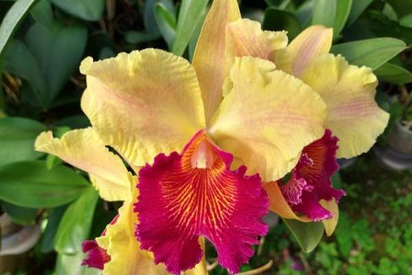 Flor da Planta orquídea Cattleya