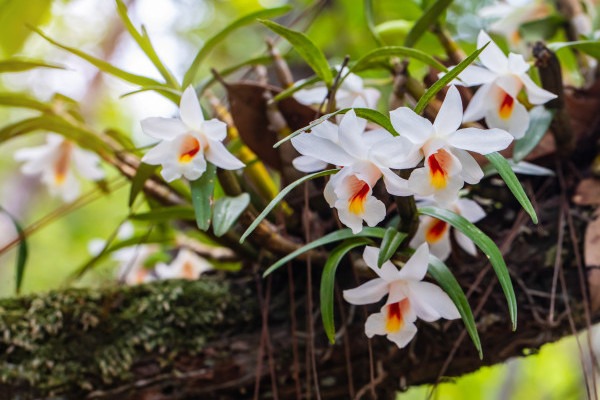 Flor Branca Orquídeas tropicais epífitas