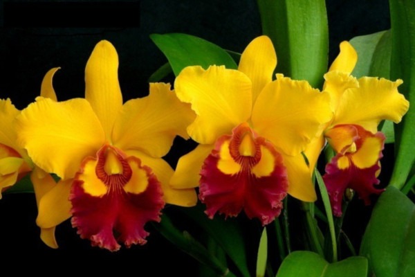 Floração de orquídeas
