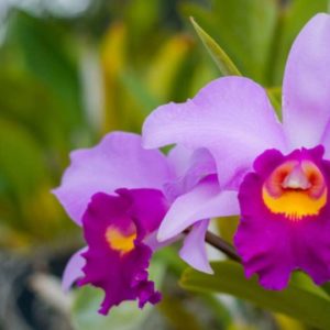 Guia de orquídeas