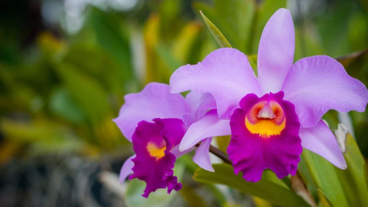 Como cuidar de orquídeas, confira nosso guia - Projeto Jardinando