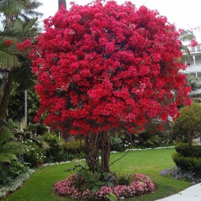 Primavera - Bougainvillea sp. como árvore.