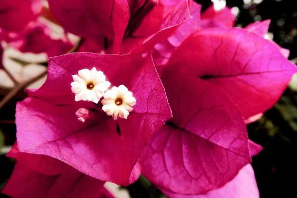 Flor da Primavera - Bougainvillea sp.