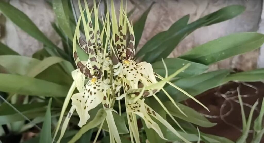 Orquídea Aranha Brassia