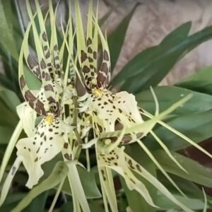 Orquídea Aranha Brassia