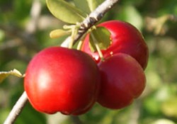 Fruta Acerola