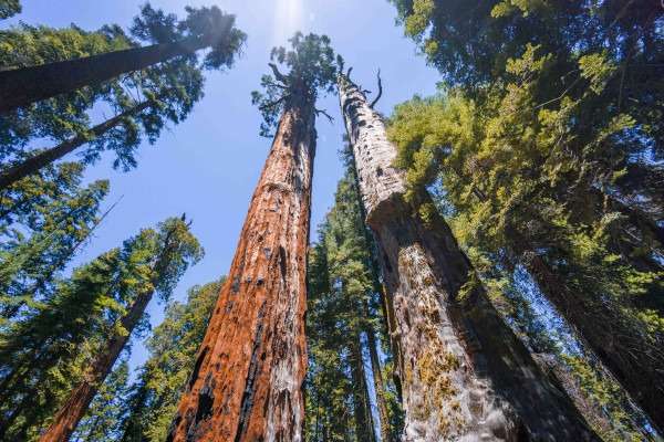sequoia gigante na california