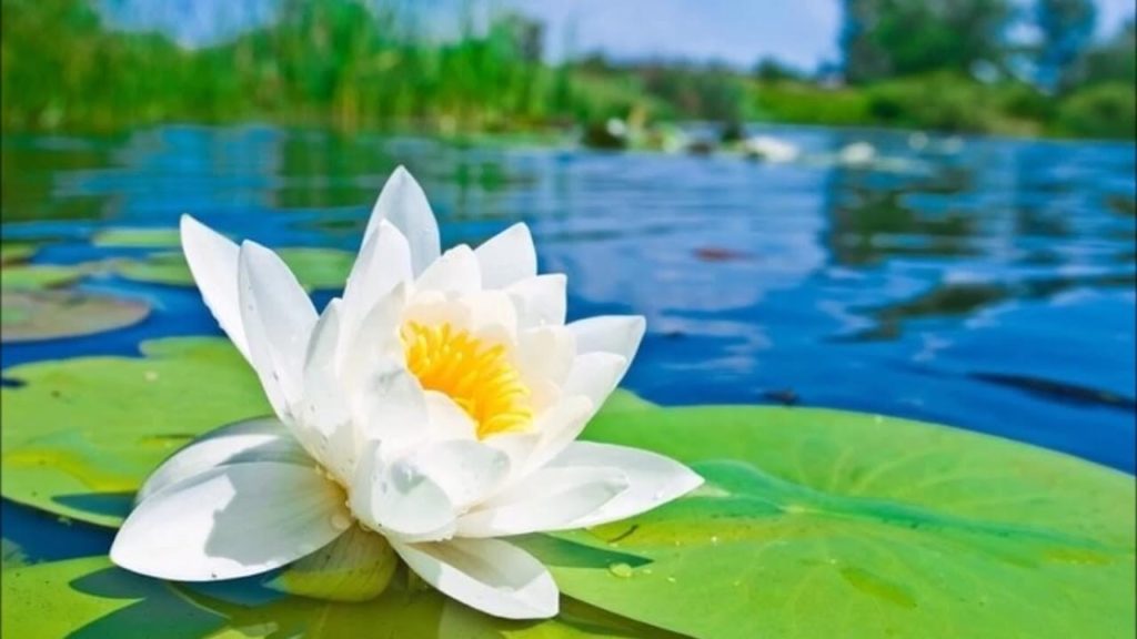 Flor de Lotus