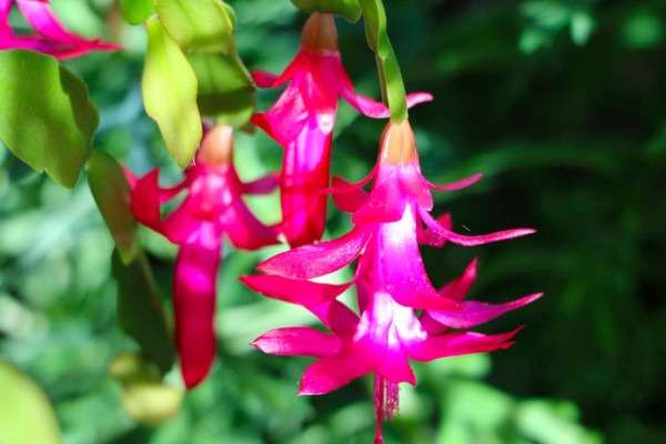 Flor de maio rosa