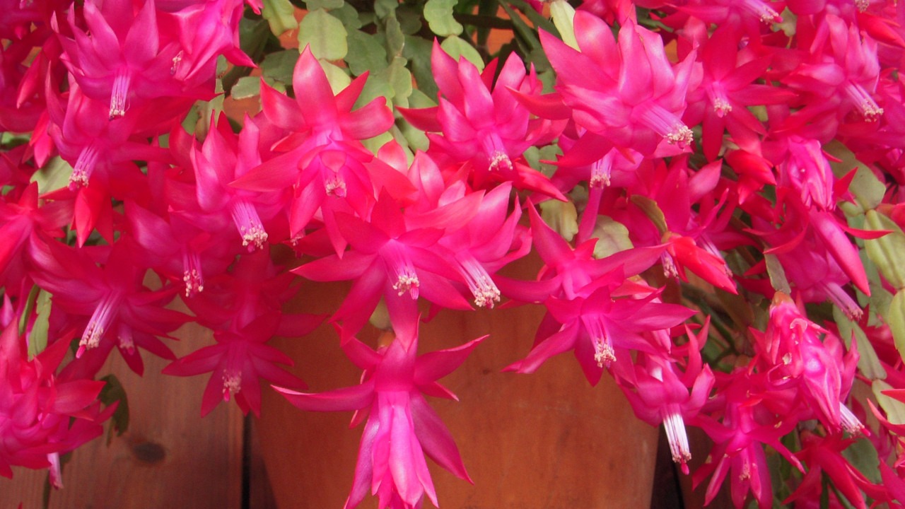 Flor-de-maio - Schlumbergera truncata - Projeto Jardinando