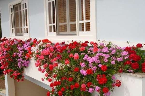 gerânio pendente, flores vermelhas e rosas na fachada de uma casa