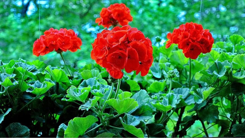 Geranio pendente, flor vermelha