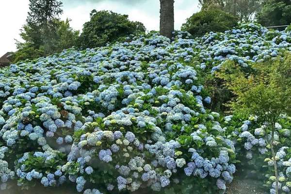 Hortênsia azul arbusto