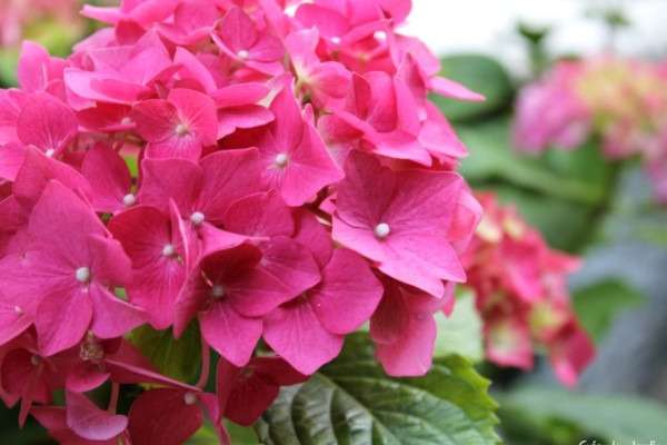 Flor hotência rosa hortensia