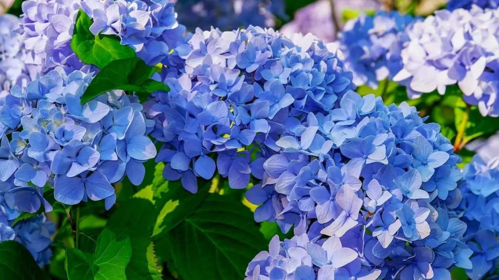 Hortênsia, hortencia, flor azul