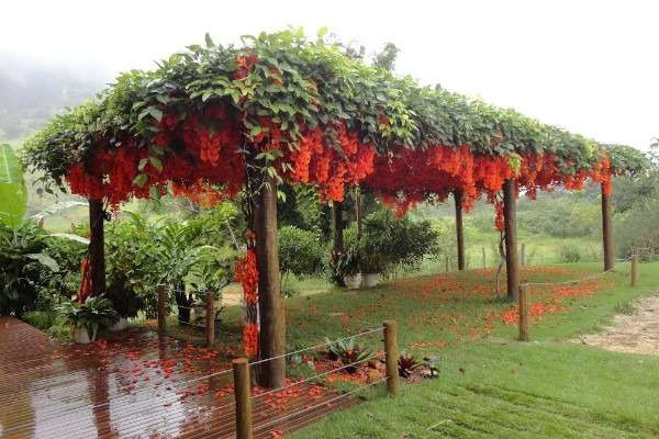 Flor Jade vermelha em um caramanchão, pergolado