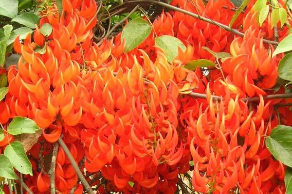 planta trepadeira jade vermelha