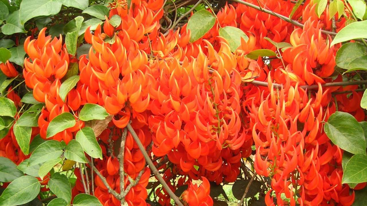 Jade Vermelha - Mucuna bennettii - Projeto Jardinando