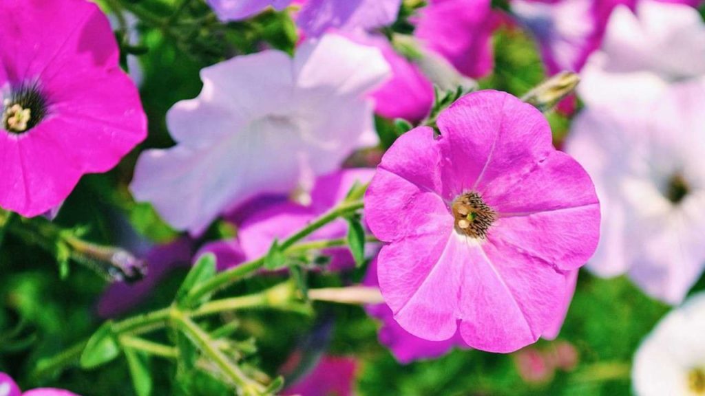 Petúnia flor rosa