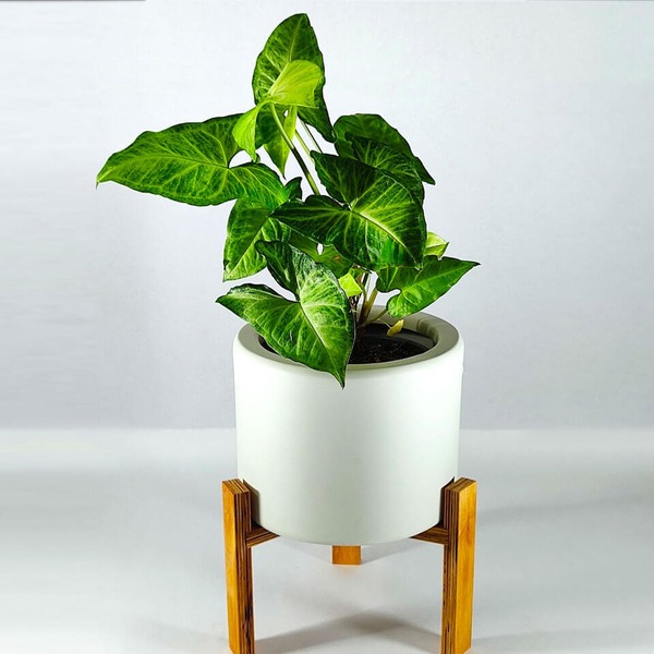 Singonis Singônio - Syngonium podophyllum - Como cuidar | Projeto Jardinando