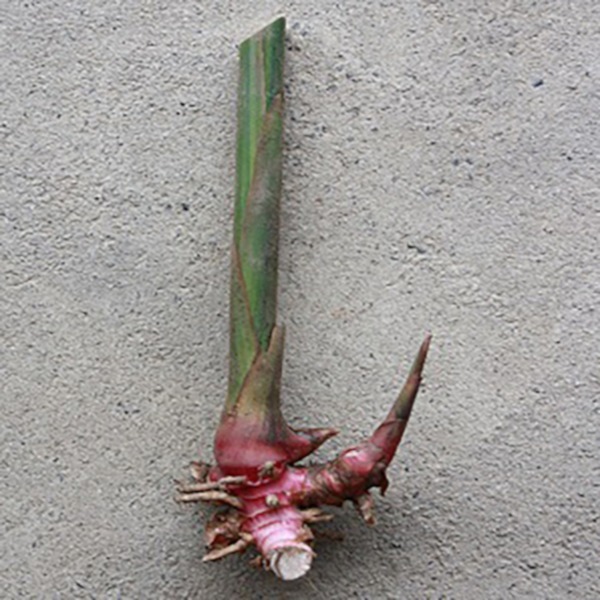 rizoma Heliconia Caete