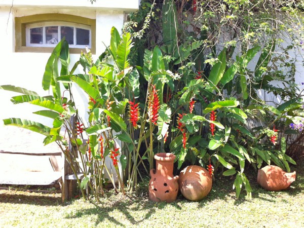 Bananeira ornamental no jardim