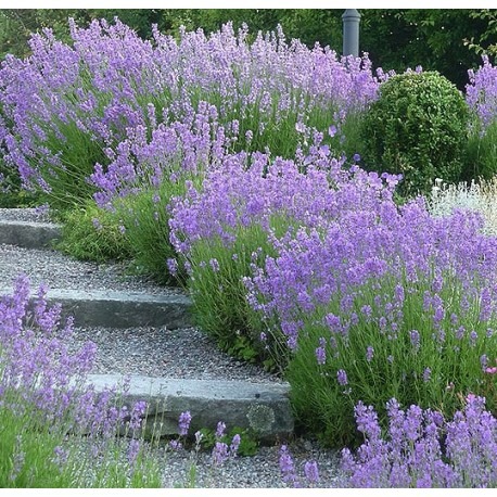 Canteiro de Lavanda