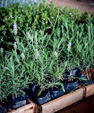 Mudas de Lavanda