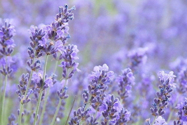 Como cuidar da Lavanda - Projeto Jardinando