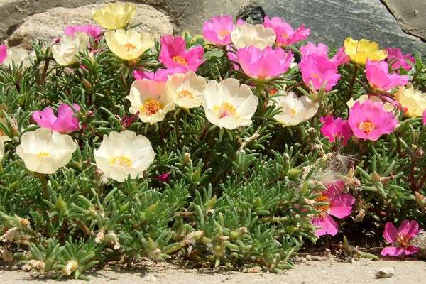 Onze Horas - Portulaca grandiflora- Plantio e cuidados- Projeto Jardinando