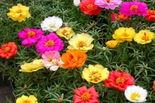 Onze Horas - Portulaca grandiflora- Plantio e cuidados- Projeto Jardinando