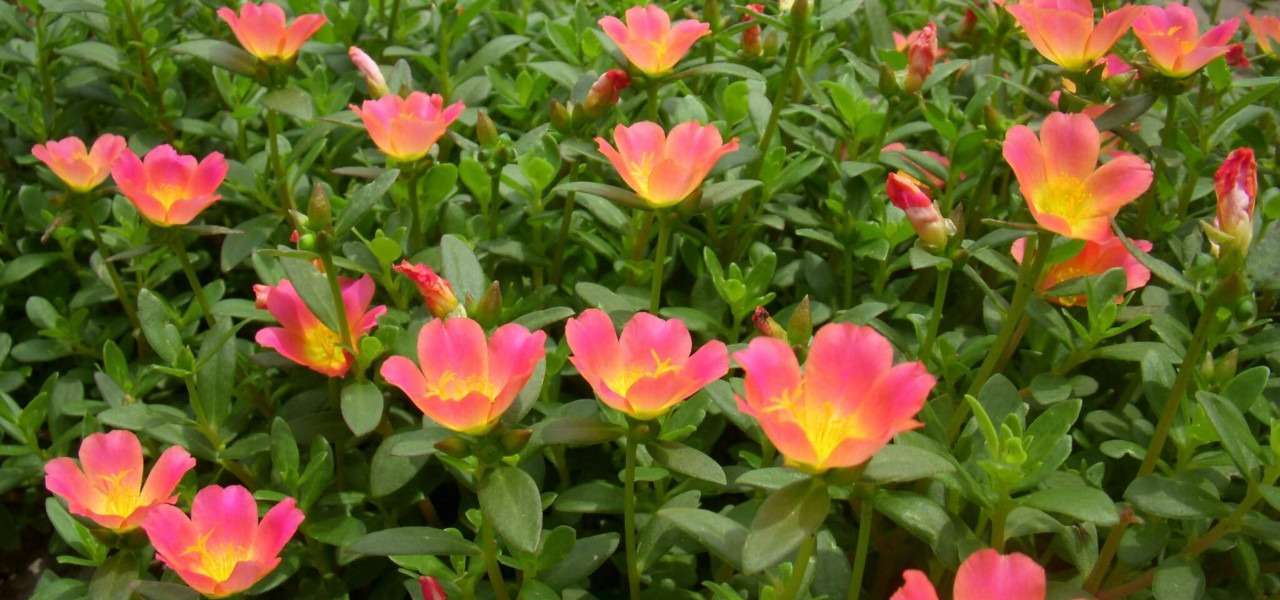 Onze Horas - Portulaca grandiflora- Plantio e cuidados- Projeto Jardinando