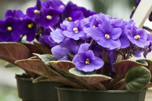 Violeta - Saintpaulia ionantha - Aprenda como cuidar - Projeto Jardinando