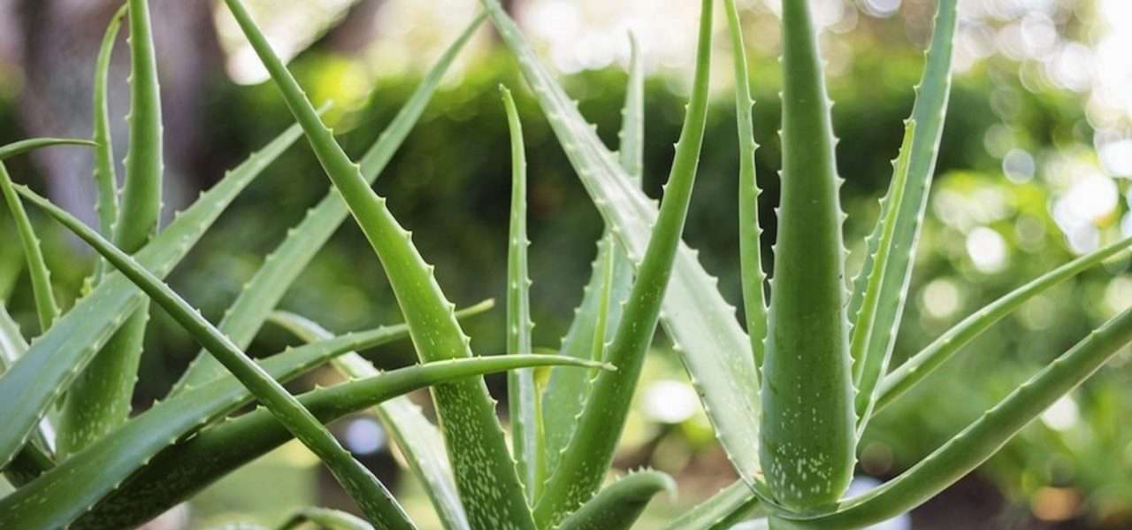Babosa - Aloe vera - Projeto Jardinando