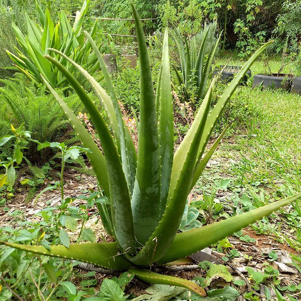 babosa no jardim