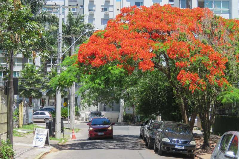 Flamboyant  ainda jovem em calçada estreita. Com o crescimento, pode gerar dano a pavimentação, rede elétrica, rede de água e esgoto.