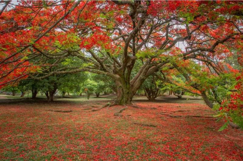 Flamboyant adulto. Repare na forma como as raízes superficiais crescem. Elas se projetam para fora do solo. 