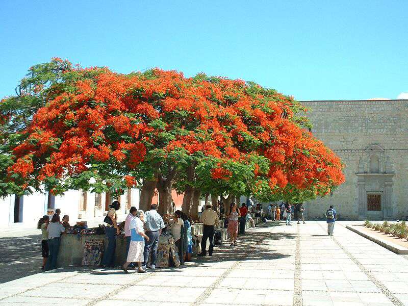 Alameda de de Flamboyants com flor.